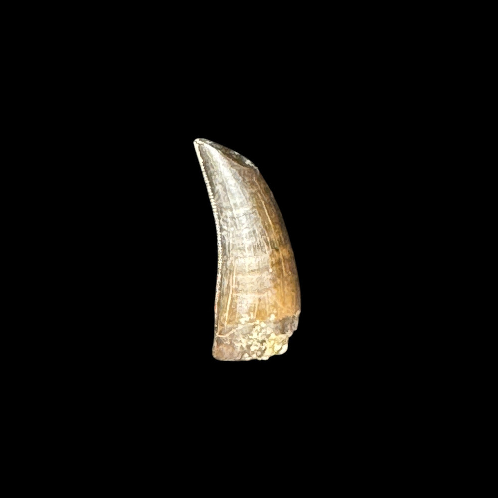 Nanotyrannus tooth for sale | Fossilsplus/Pangaea Industries