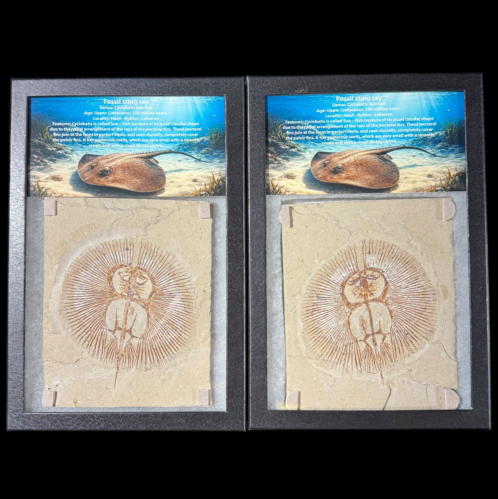 Cyclobatis egertoni Fossil Stingray | Matched Pair Concretion