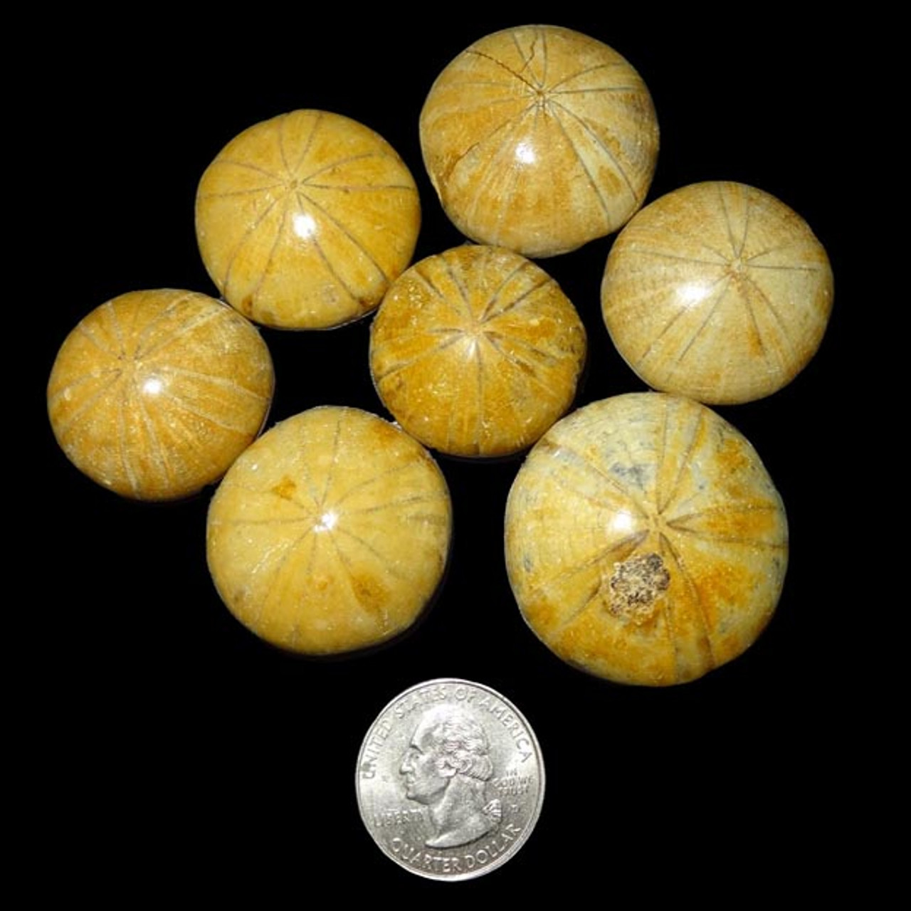 Spectacular Fossil Sand Dollar Cluster - 15 Tall (#31592) For Sale 