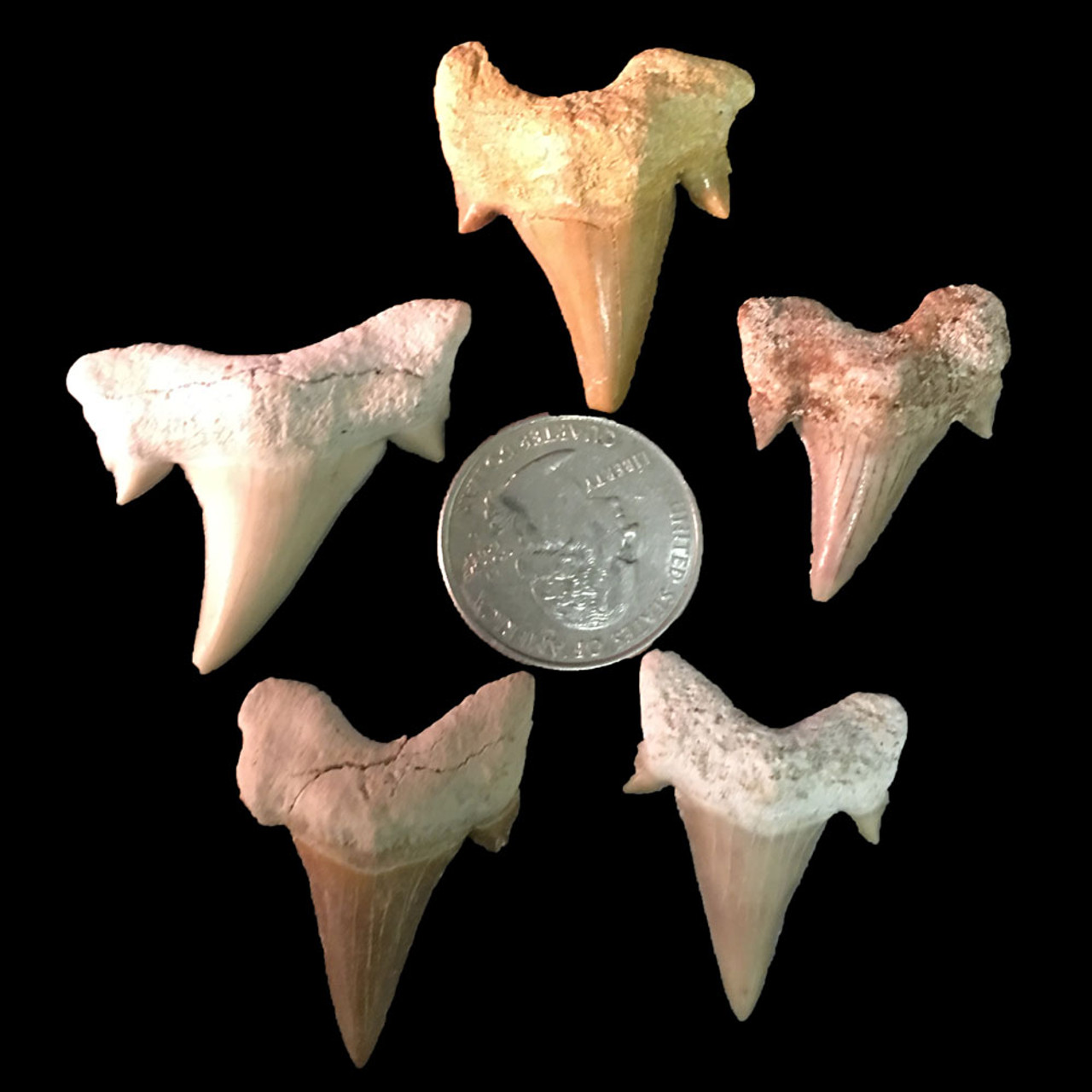 Otodus Shark Teeth - Med