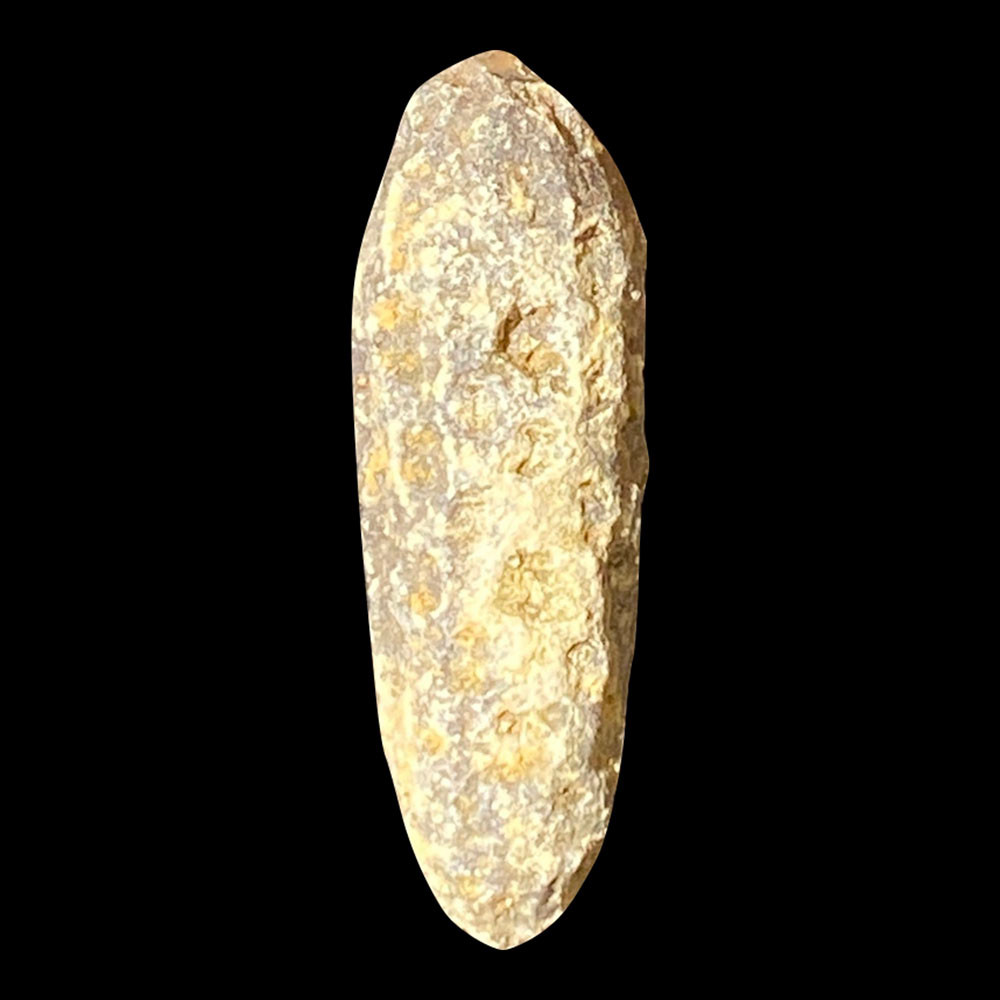 Fossil Pine Cone For Sale | Fossilsplus