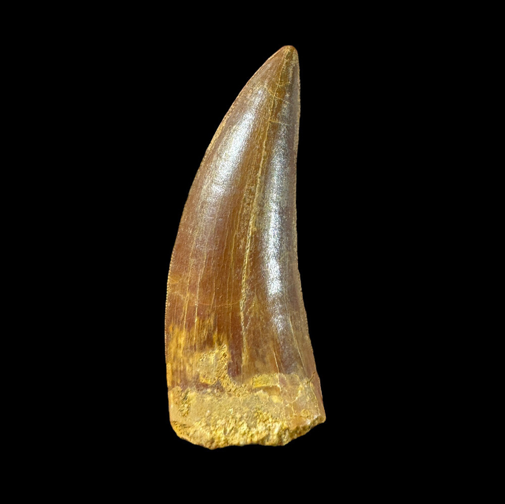 Carcharodontosaurus Tooth – Genuine Dinosaur Fossil from Morocco
