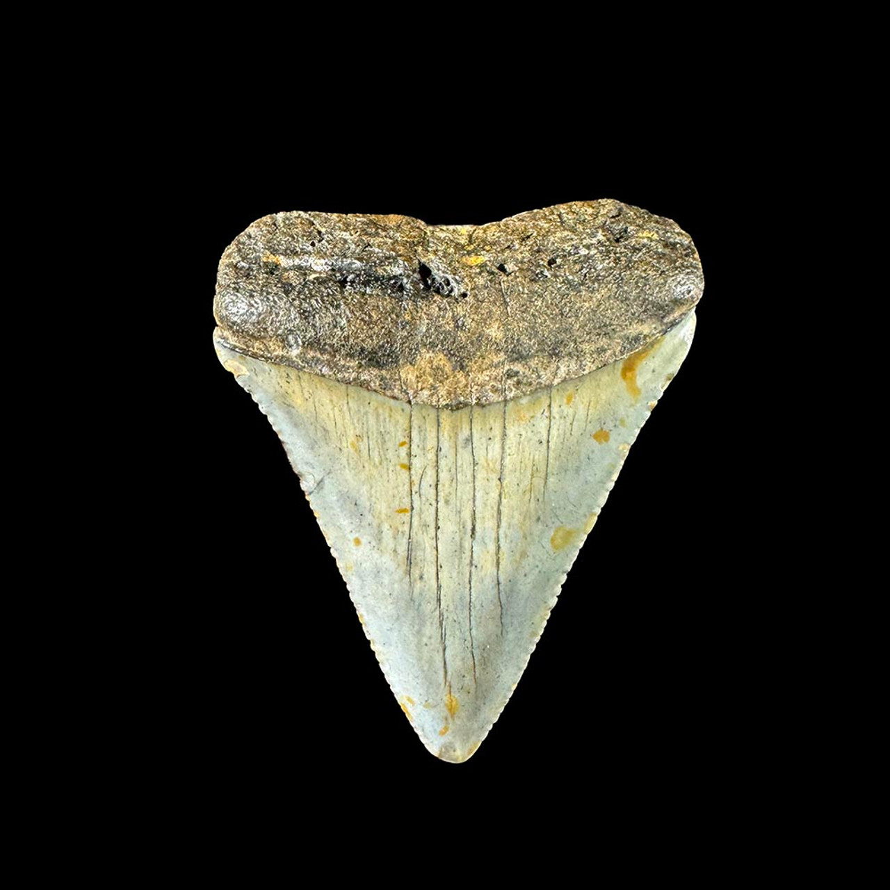 Fossil Great White Shark Tooth for Sale