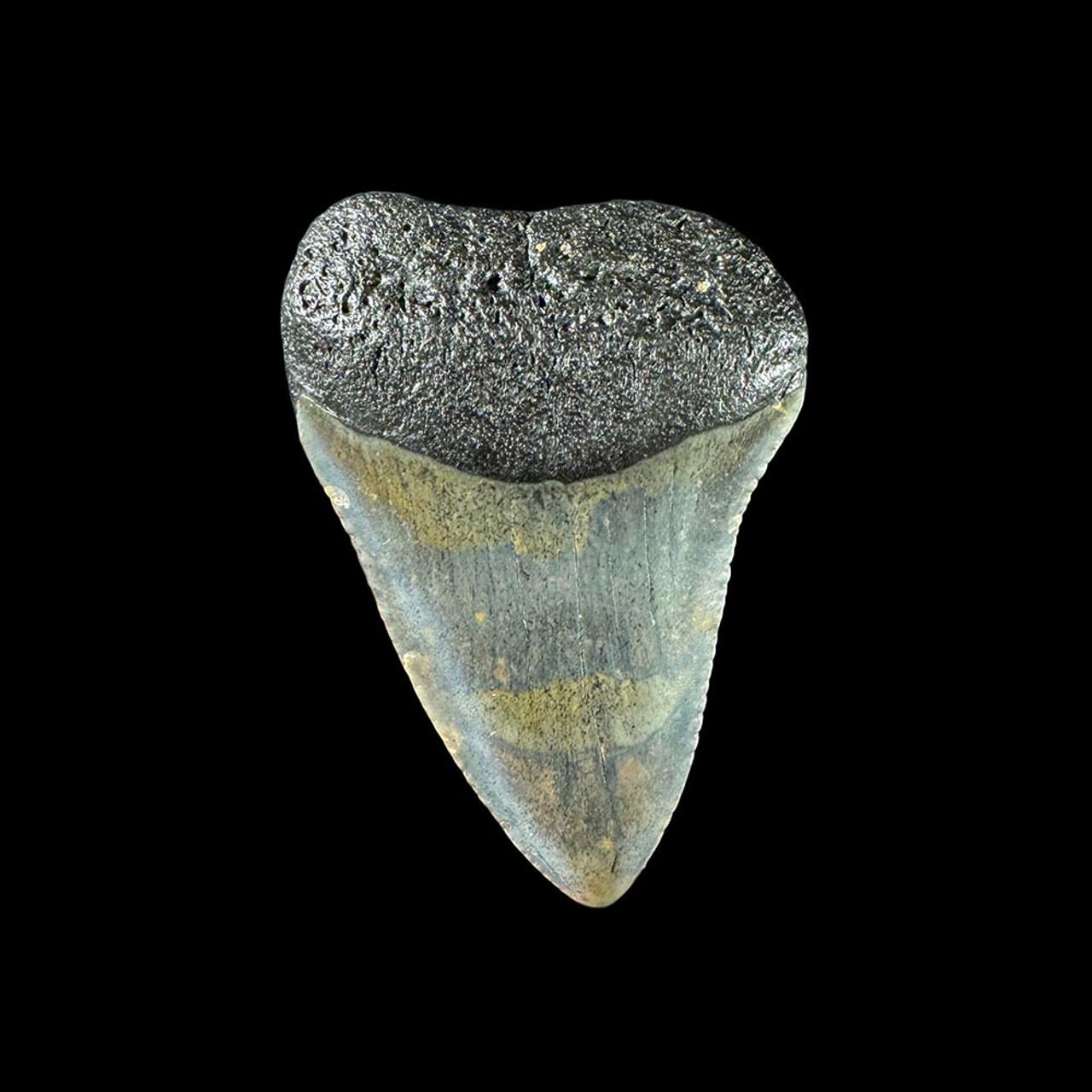 Fossil White Shark Tooth