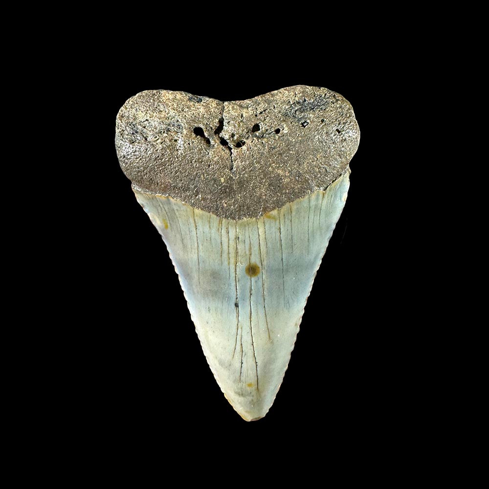 Fossil Great White Shark Tooth | Fossilsplus