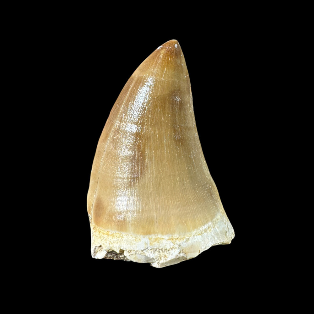 Large Mosasaurus Tooth | Fossilsplus