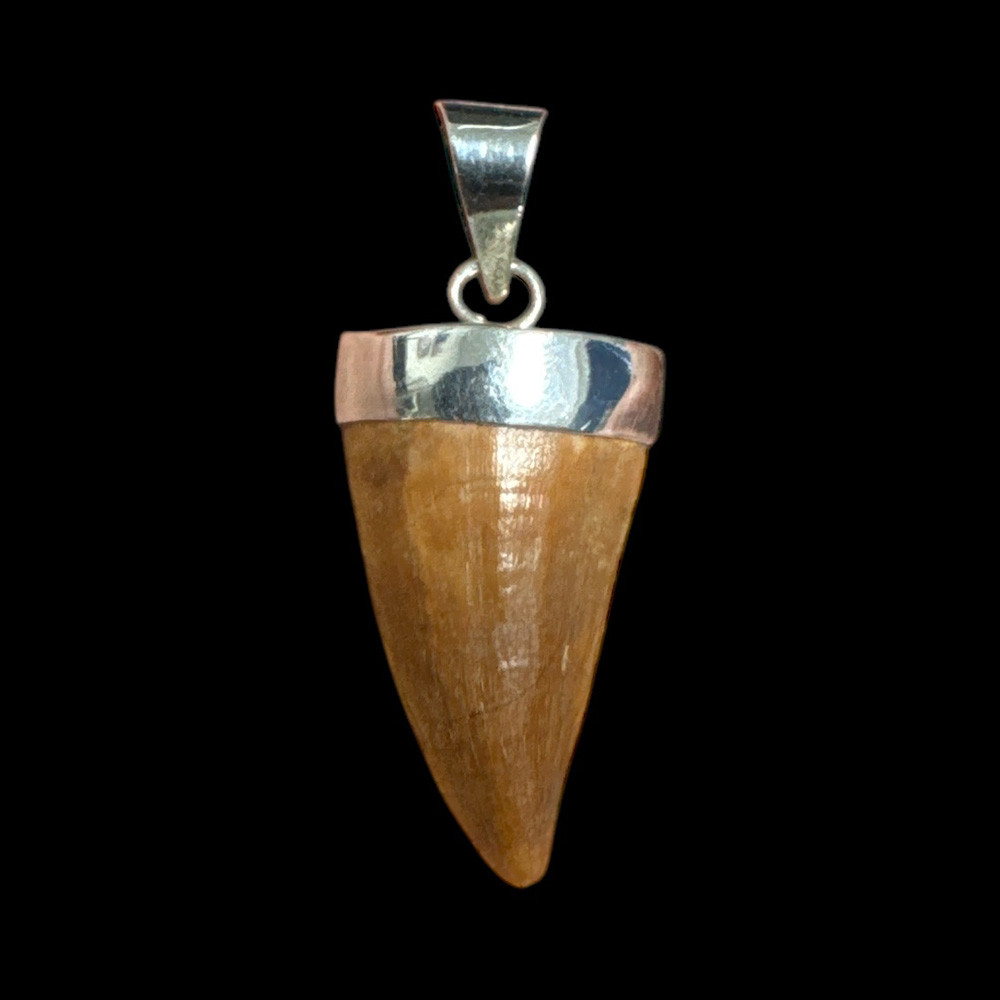 Mosasaur Tooth Pendant - Main Image