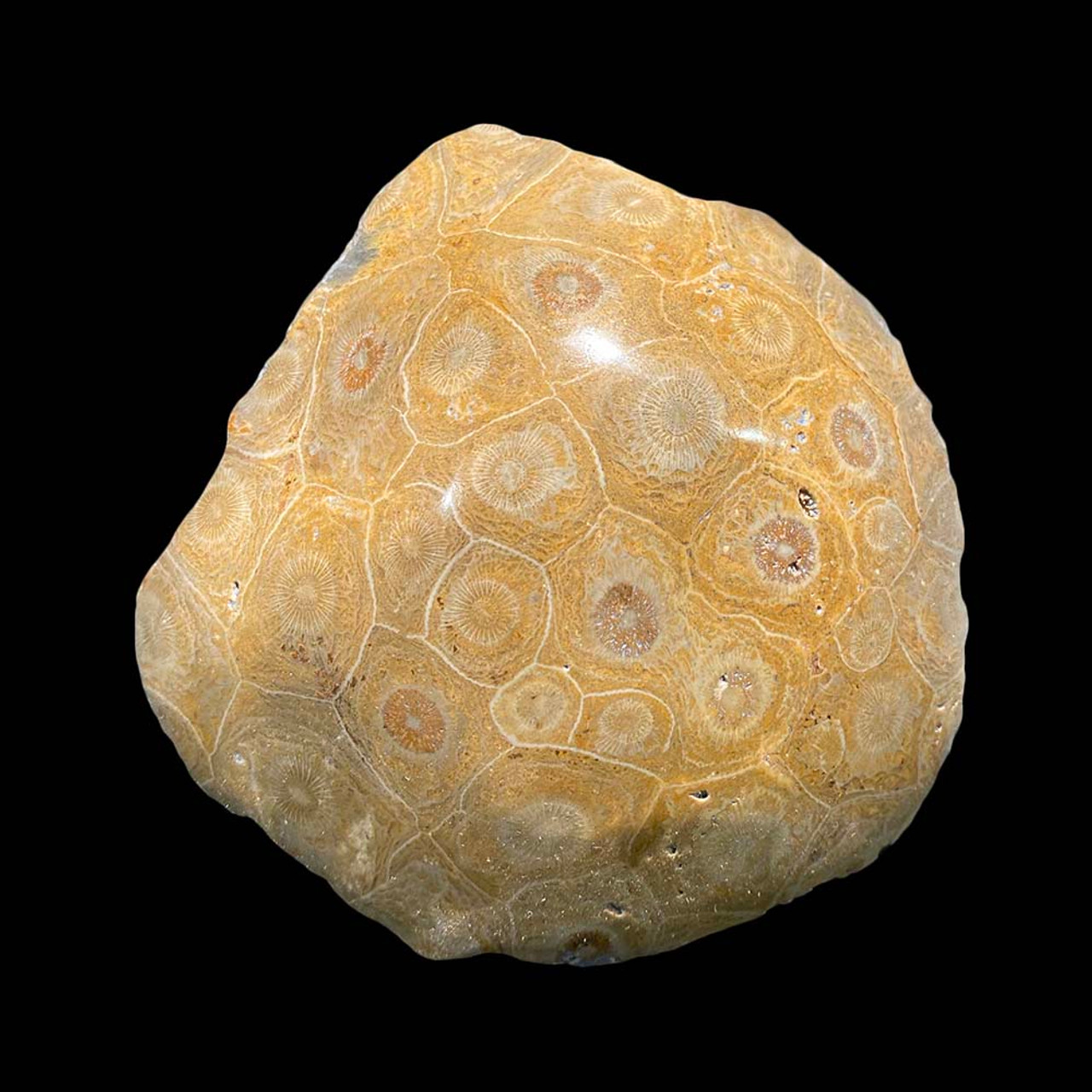 Fossil coral specimen from Morocco