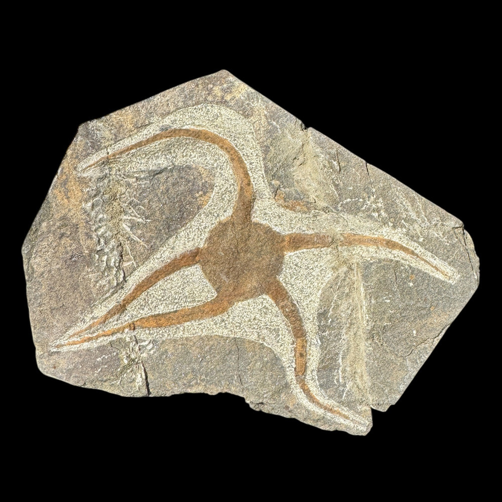 Fossil Starfish | Fossilsplus
