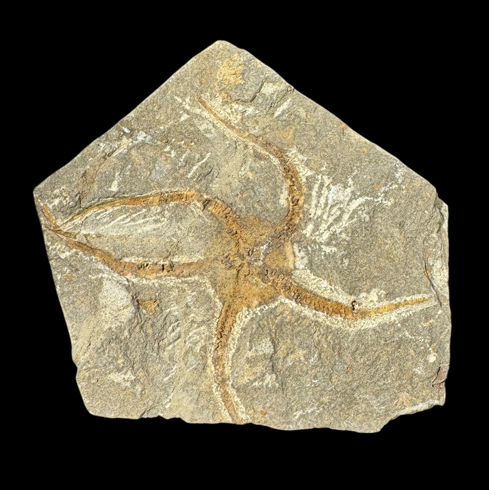Fossil Starfish | Fossilsplus