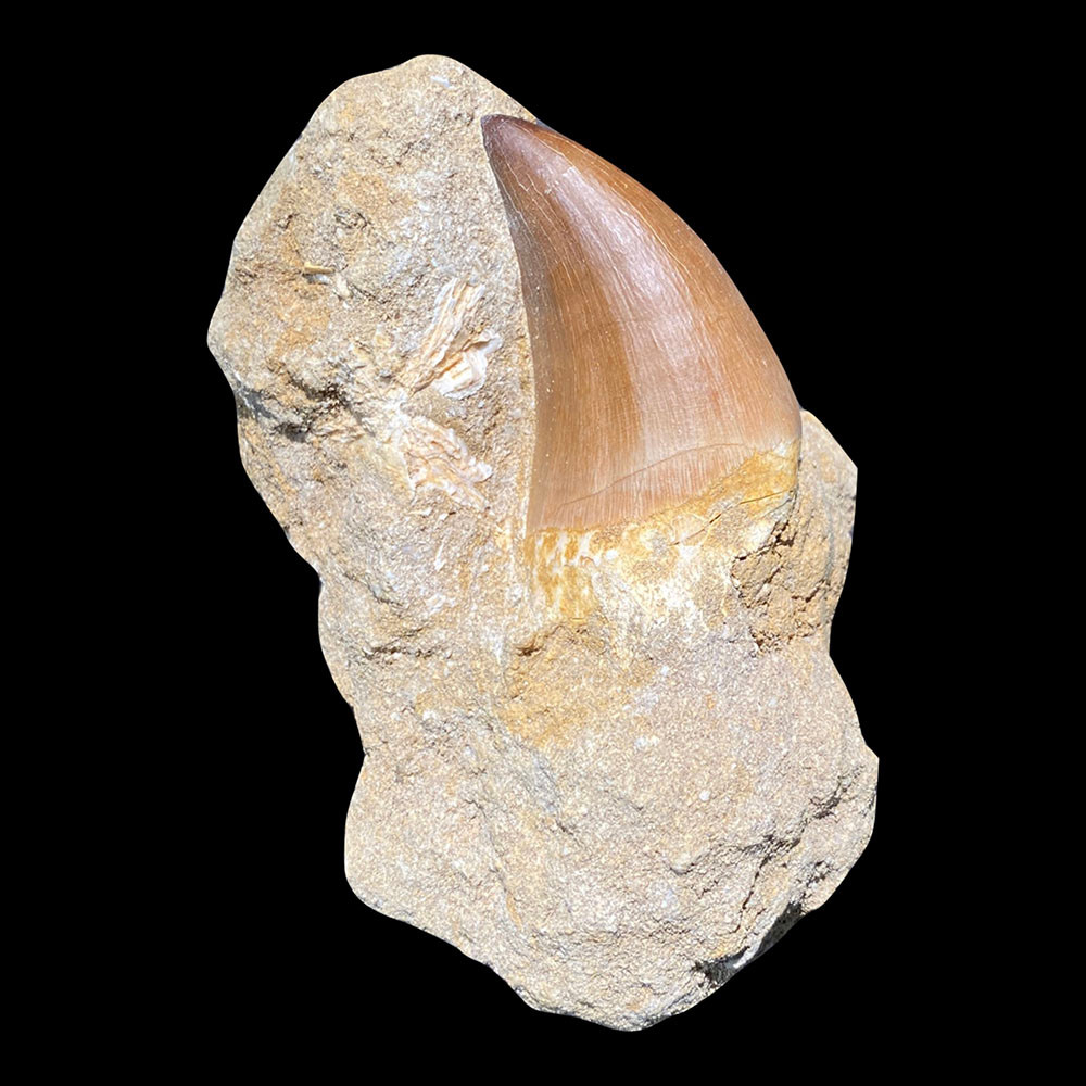 Large Mosasaur tooth in Matrix For Sale Fossilsplus/Pangaea