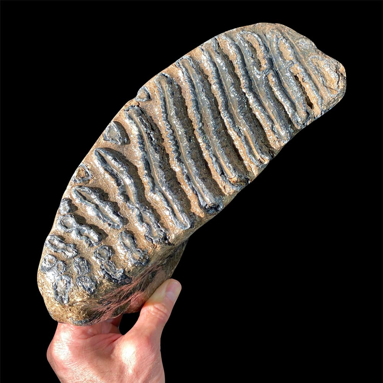 Mammoth tooth for sale Fossilsplus/Pangaea Industries