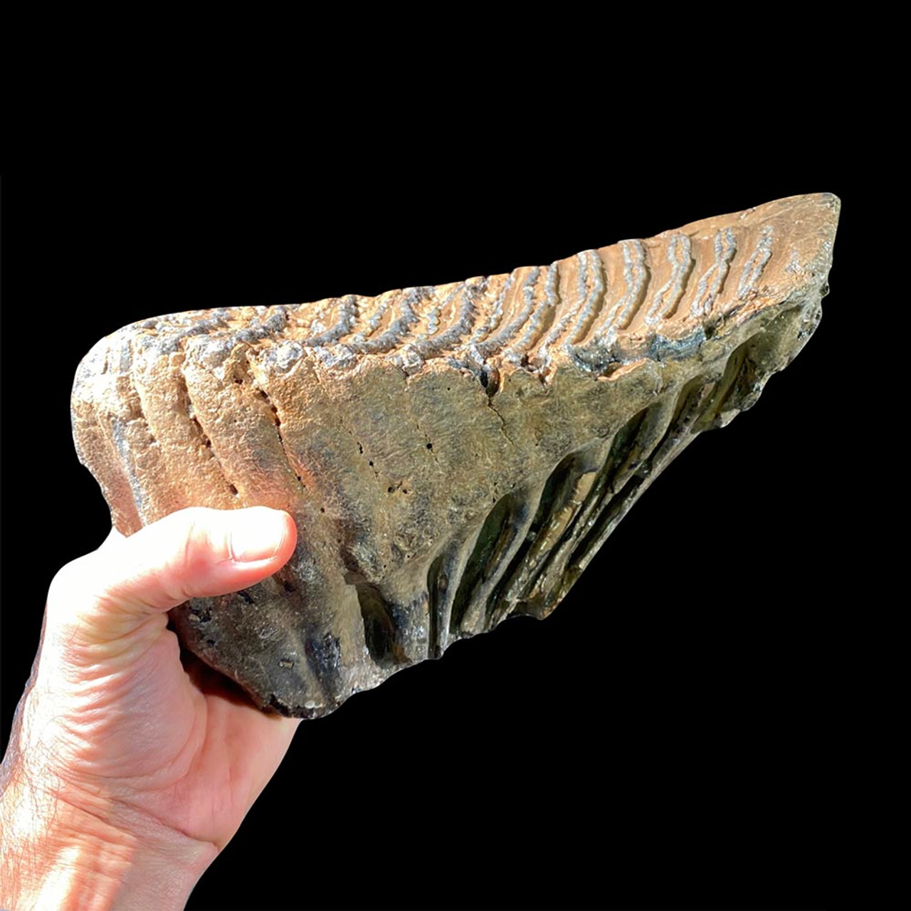 Mammoth tooth for sale Fossilsplus/Pangaea Industries