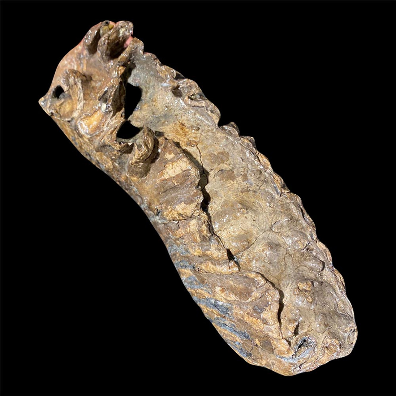 Mammoth tooth for sale Fossilsplus/Pangaea Industries