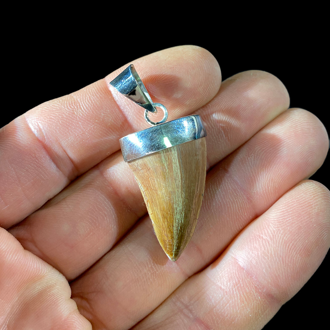 Spinosaurus Tooth Real Fossil Pendant 14k Gold Dinosaur Jewelry Necklace  T-Rex | #1877452580