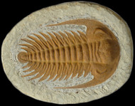 Fake Fossils. Buyer be aware!