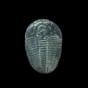 Elrathia trilobite