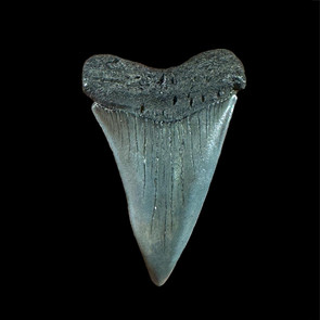 Mako fossil shark tooth Mako fossil shark tooth