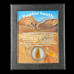 Large Raptor tooth for sale