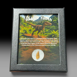 Raptor tooth for sale