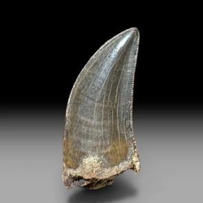 Nanotyrannus tooth