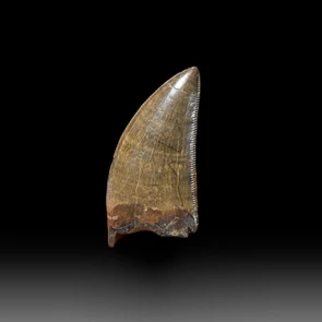 Nanotyrannus dinosaur tooth
