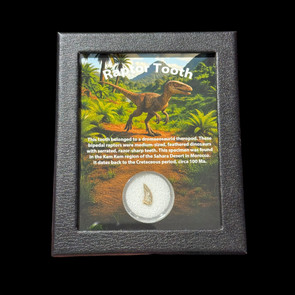 Raptor tooth for sale