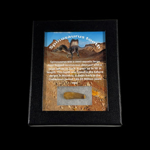 Spinosaurus tooth for sale