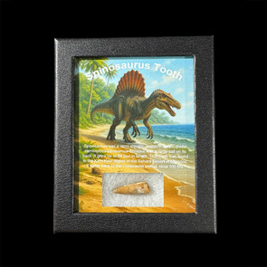 Spinosaurus tooth for sale