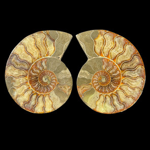 Ammonite split pair Ammonite split pair