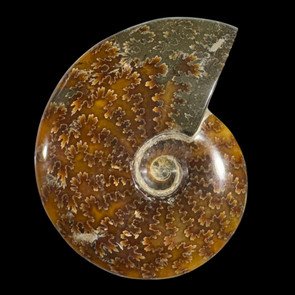 whole sutured ammonite  whole sutured ammonite