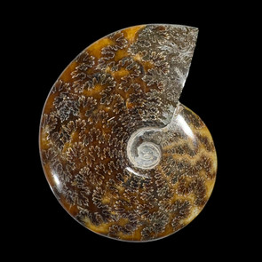 whole sutured ammonite  whole sutured ammonite