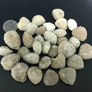 Bulk Fossil Bivalve Clams - 55 lb Box