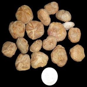 Bulk Hemiaster Echinoids - 55 lb Box