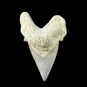 Large otodus tooth for sale