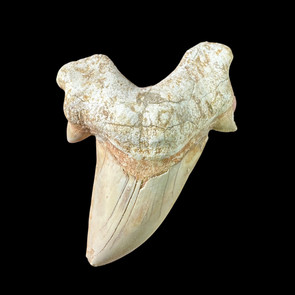 Large otodus tooth for sale