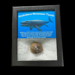 Globidens mosasaur tooth in riker frame