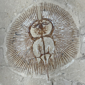 Close-up of Cyclobatis egertoni fossil stingray pectoral disc fin ray detail, Cretaceous Lebanon