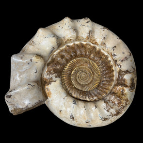 Museum Grade Specimens