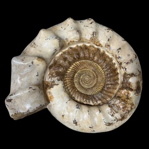 Kranosphinctes ammonite fossil Madagascar