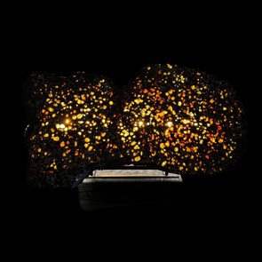 Large pallasite slice