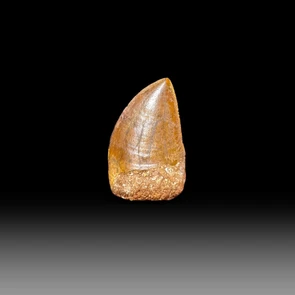 Carcharodontosaurus tooth for sale