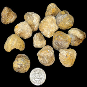 Bulk Spiriferida Brachiopods - 55 lb Box