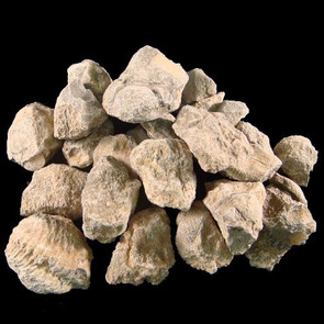 Bulk trilobites for sale Bulk trilobites for sale