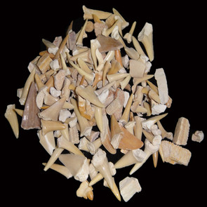 Bulk Shark Teeth "C" Grade - 22 lb Box
