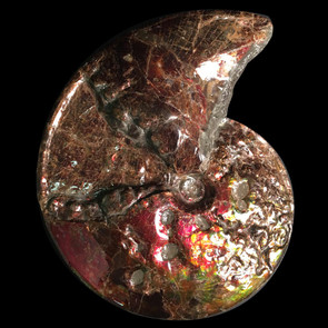 Canadian Ammolite Ammonite Canadian Ammolite Ammonite