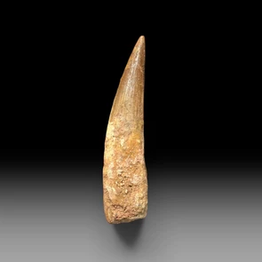 Large Spinosaurus tooth