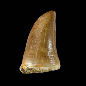 Large mosasaur tooth 