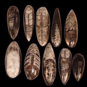 Tiny orthoceras Tiny orthoceras