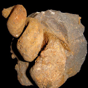 Gastropod fossil from Morocco